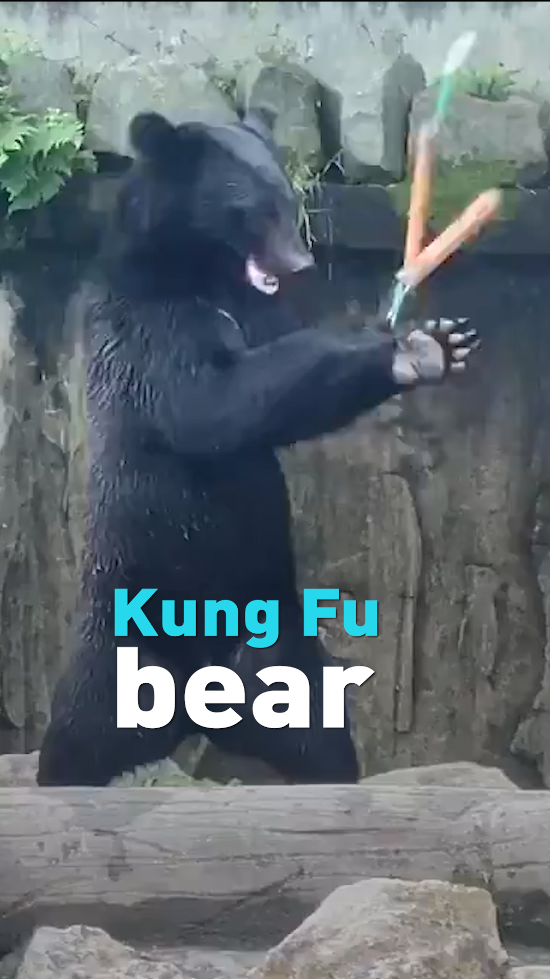 Kung Fu bear - CGTN