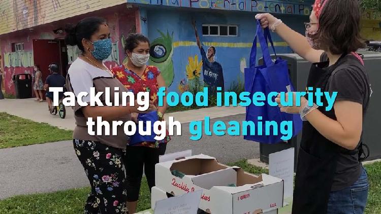 Tackling Food Insecurity Through Gleaning - CGTN