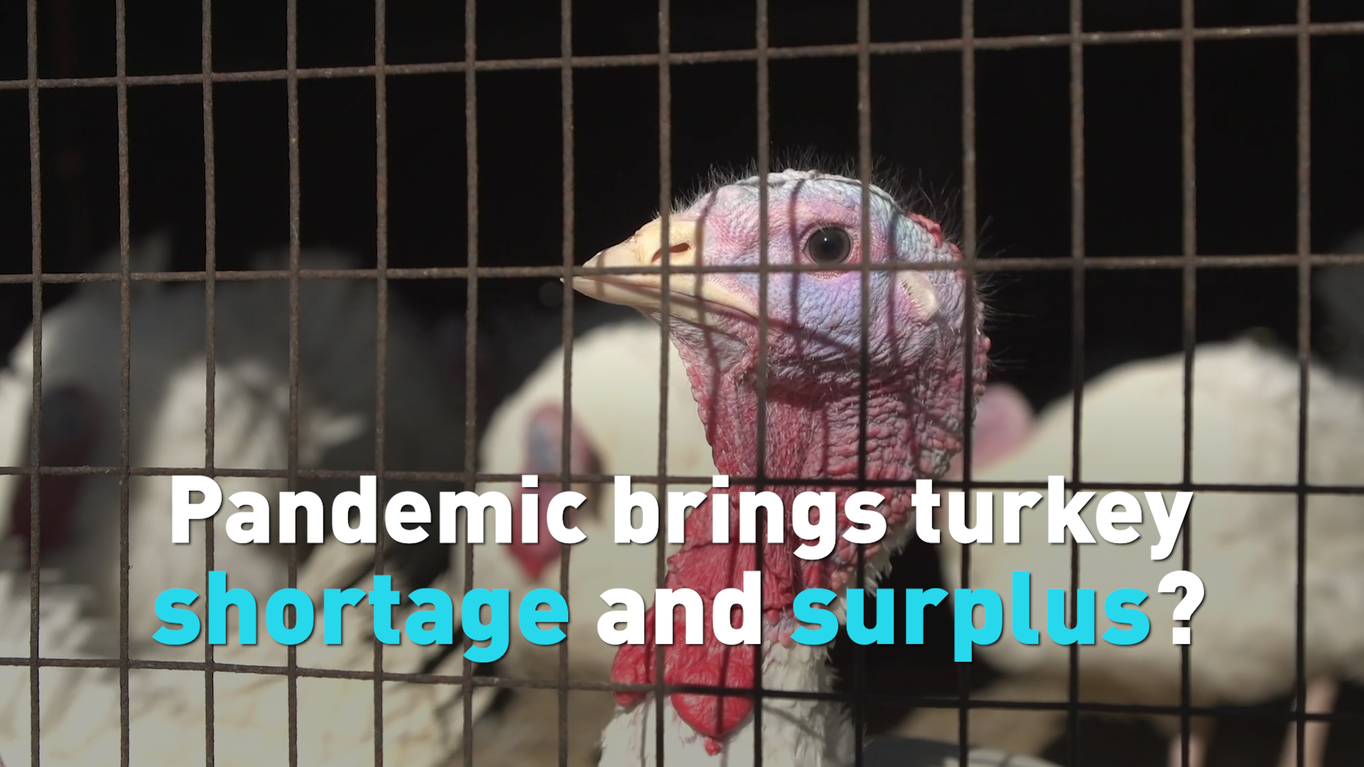 COVID19 Pandemic brings turkey shortage and surplus? CGTN