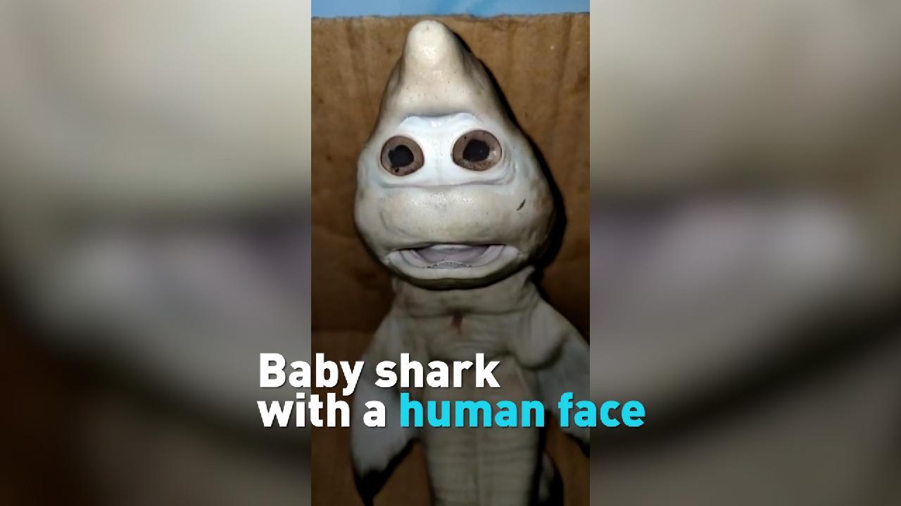 baby-shark-with-a-human-face-found-in-indonesia