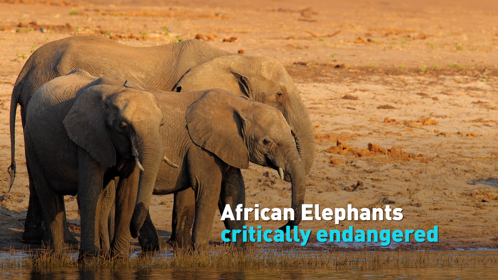 African elephants are now endangered, one species close to extinction