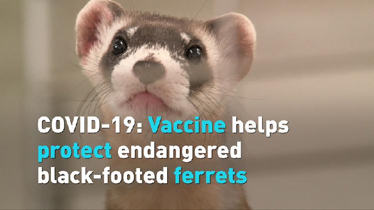 COVID-19: Vaccine helps protect endangered black-footed ferrets - CGTN