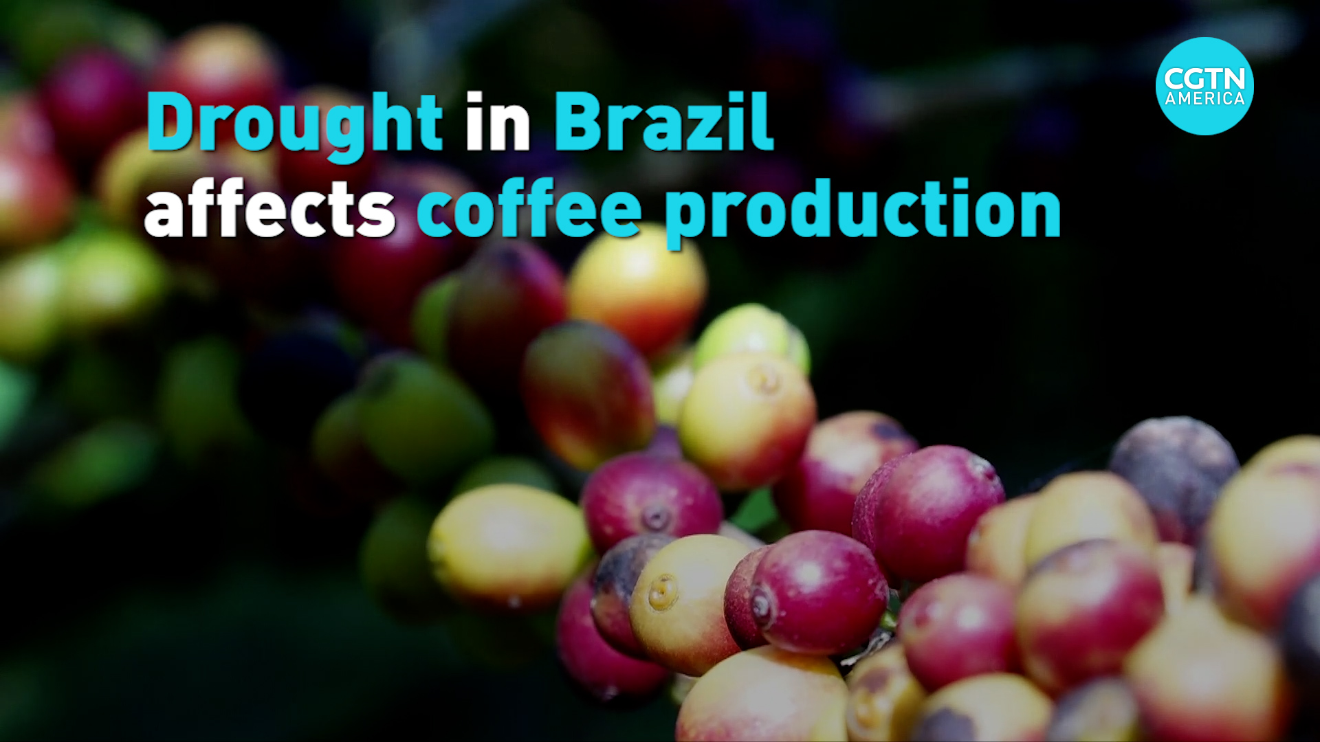 Coffee Prices Soar In Brazil Due To Drought - CGTN