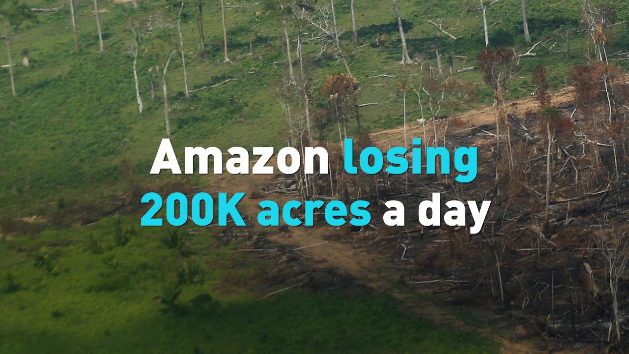 Amazon rainforest losing 200K acres daily CGTN