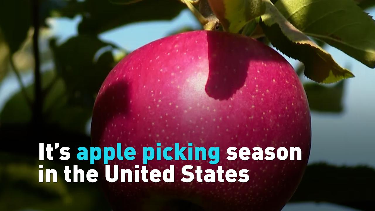 It’s apple picking season in the United States CGTN