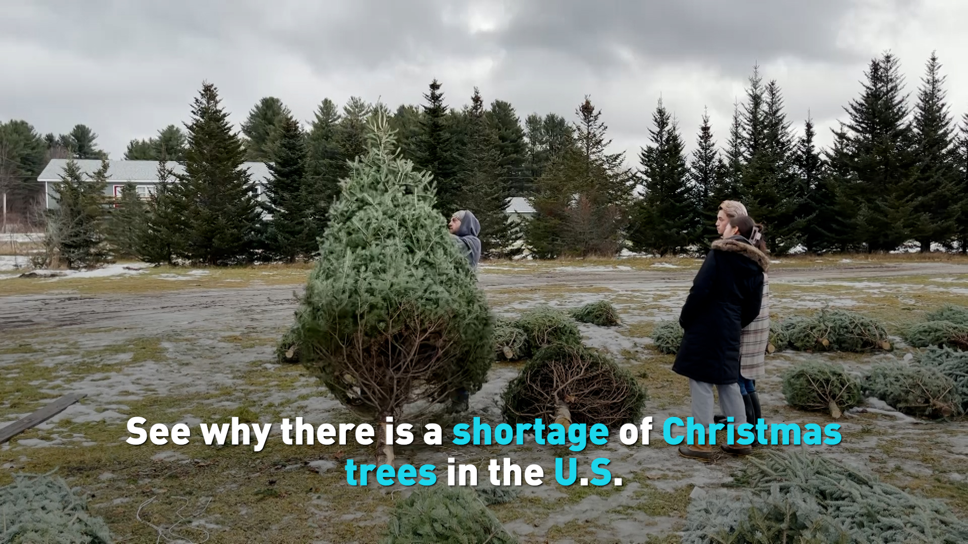 See why there is a shortage of Christmas trees in the U.S. CGTN