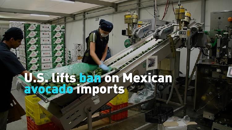 U.S. lifts ban on Mexican avocado imports - CGTN