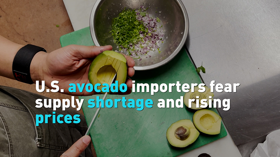 U.S. avocado importers fear supply shortage and rising prices - CGTN