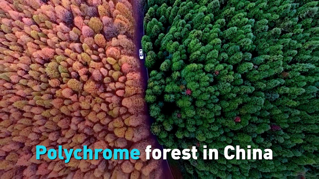 Seasonal Change Brings Colorful Forests In China Cgtn