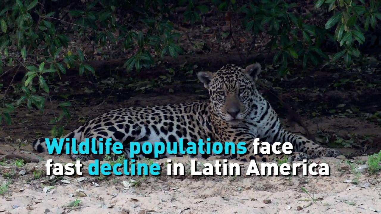 wildlife-populations-face-fast-decline-in-latin-america-cgtn