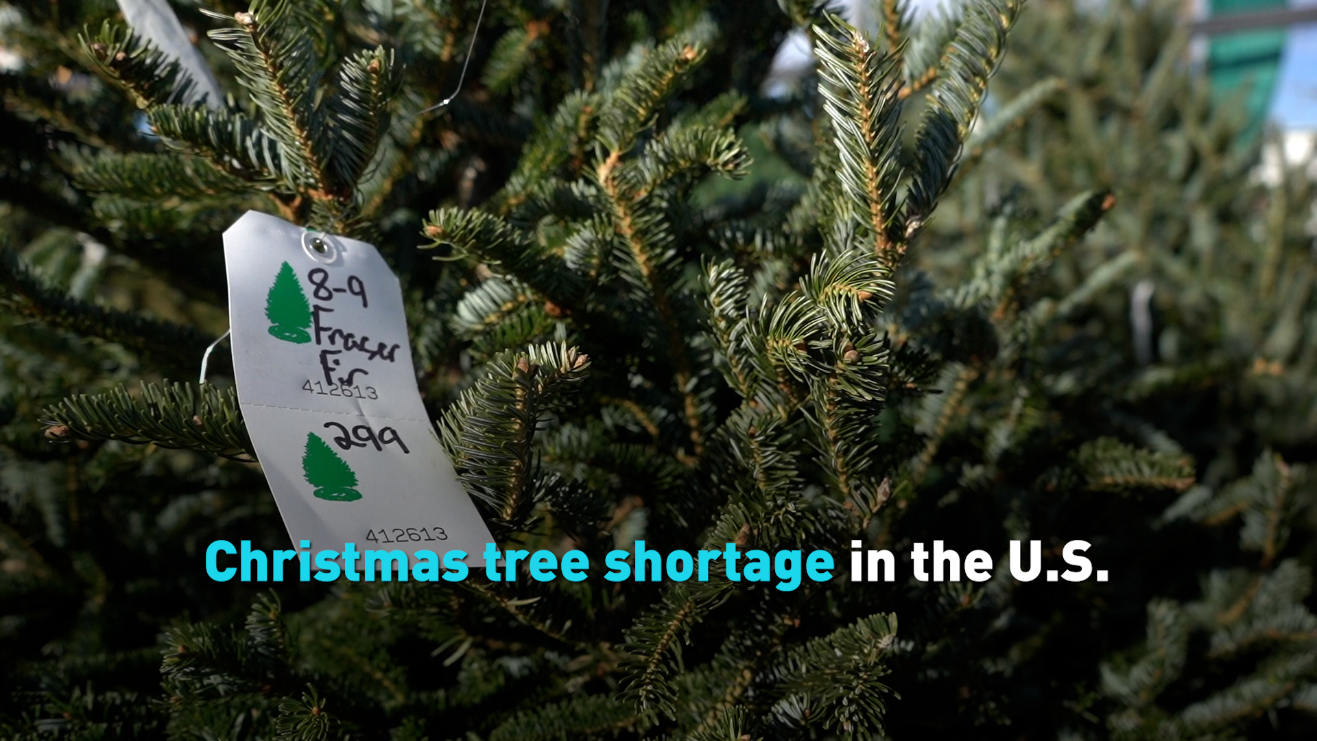Christmas tree shortage in the U.S. CGTN