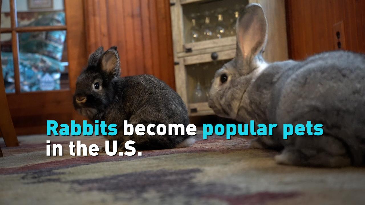 Rabbits become popular pets in the U.S. - CGTN