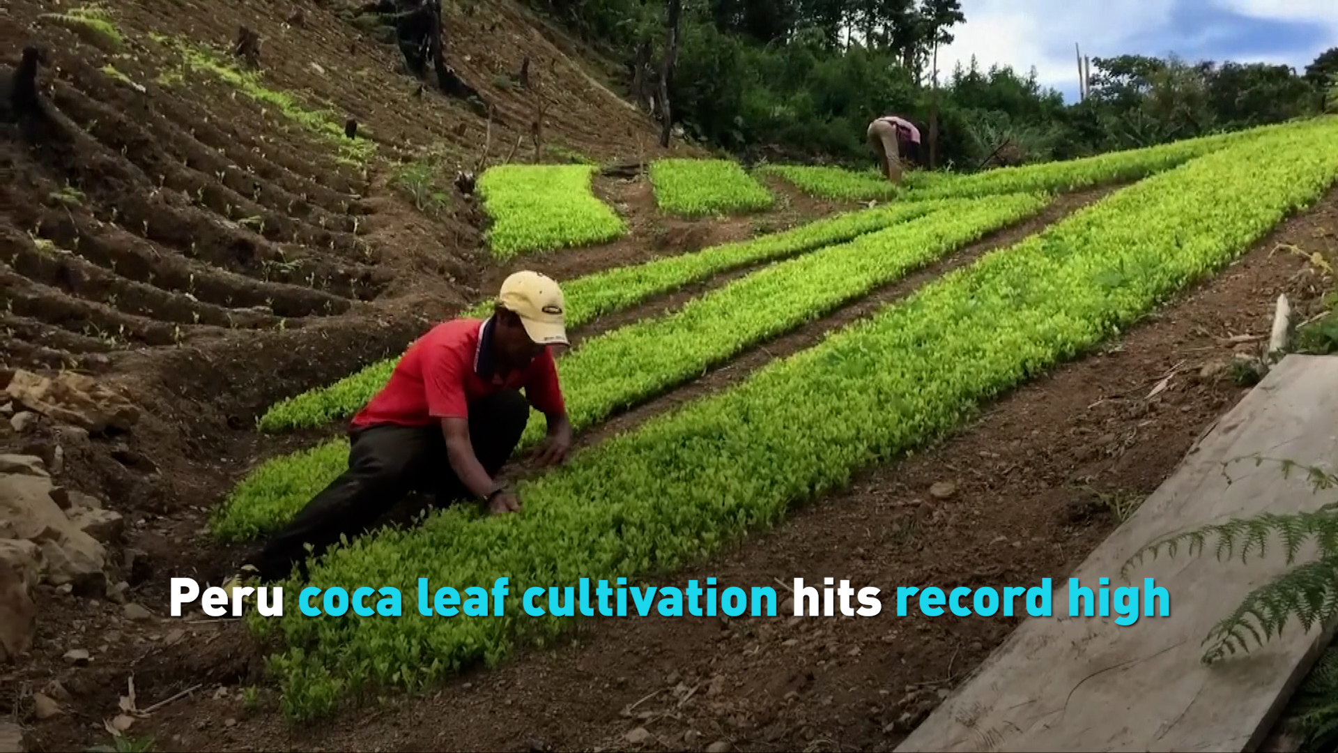 Peru Coca Leaf Cultivation Hits Record High CGTN Peru Coca Leaf Cultivation Hits Record High CGTN