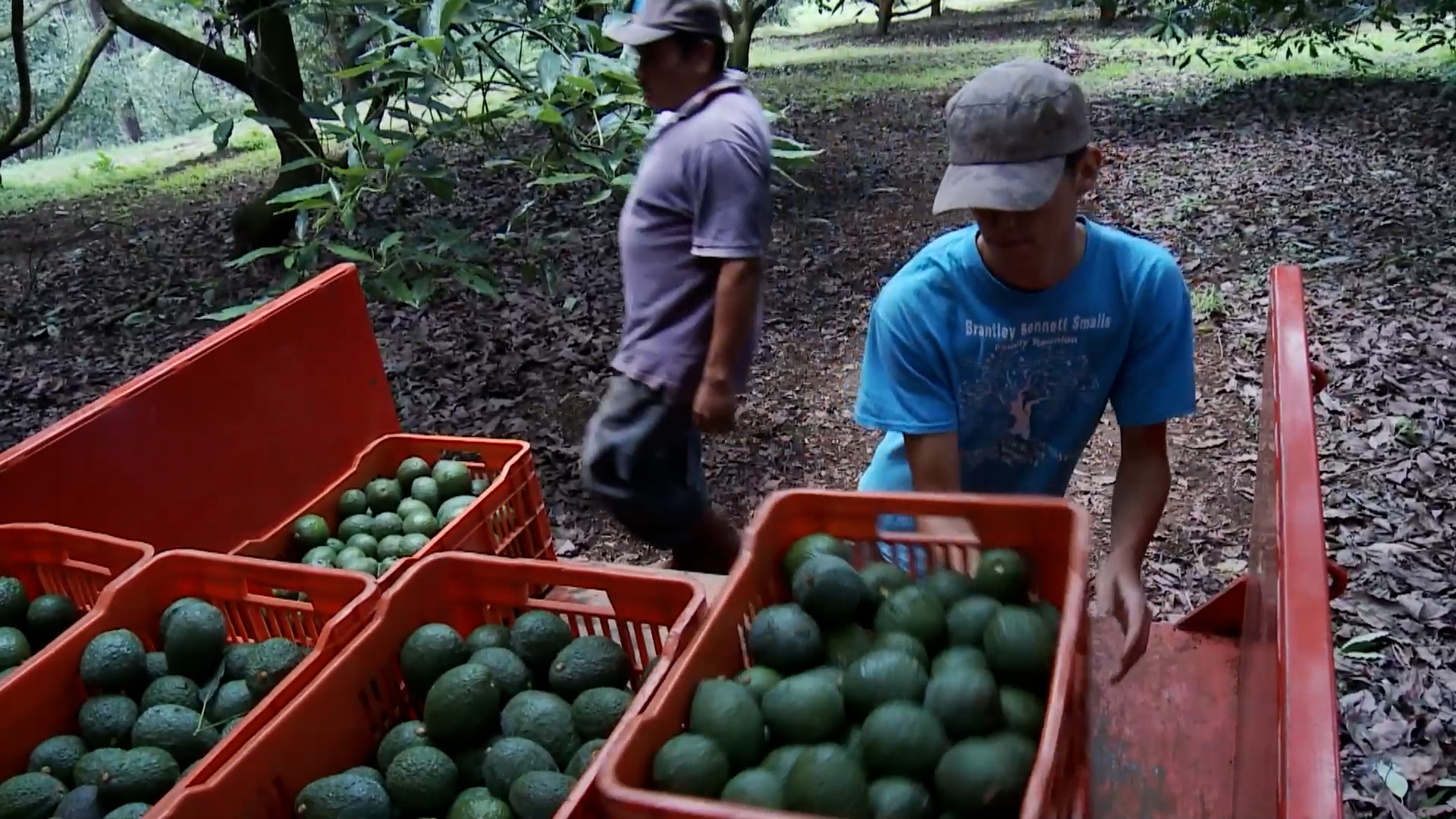 Mexican growers look at China Int'l Import Expo for trade