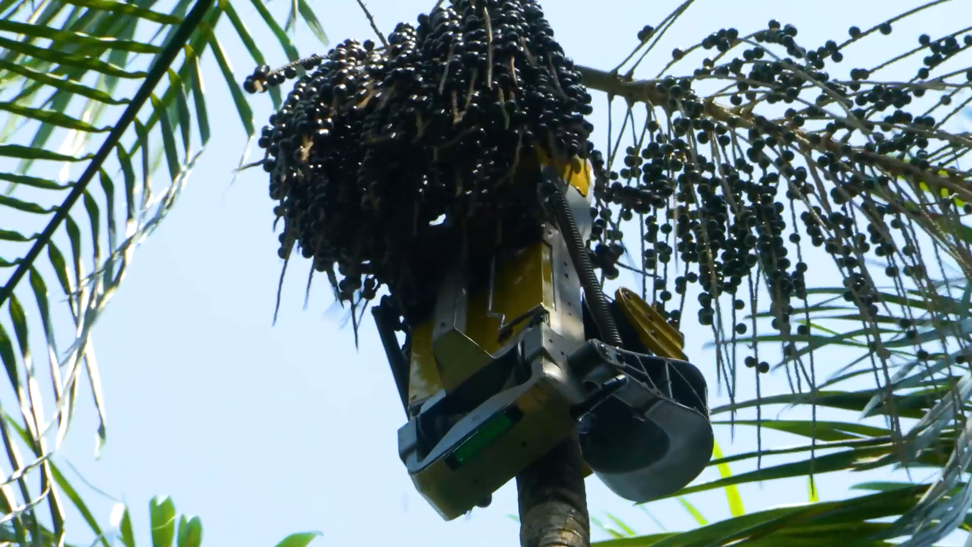 Acai-picking robots transform berry harvest in Brazil