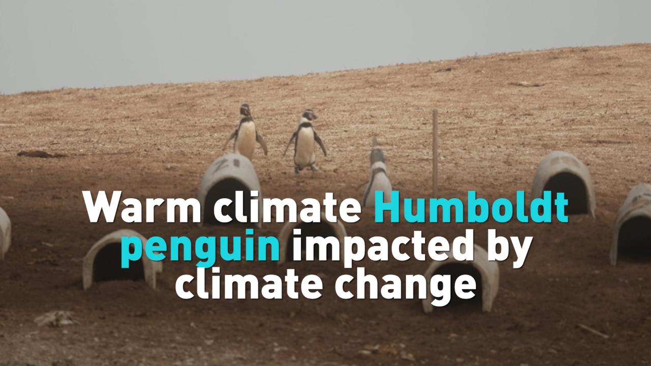 Warm climate Humboldt penguin impacted by climate change